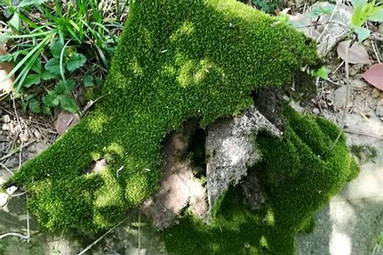 短绒藓可以闷养吗