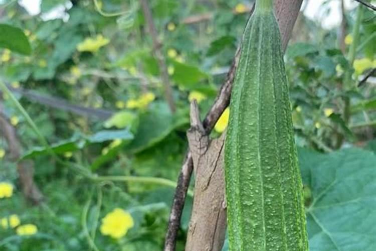 无烟柴火灶台原理图 及搭建方法