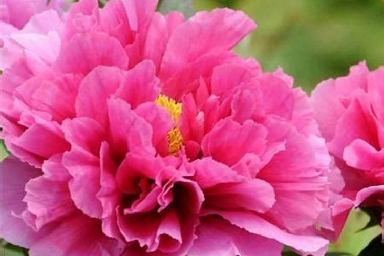 牡丹花如何施肥
