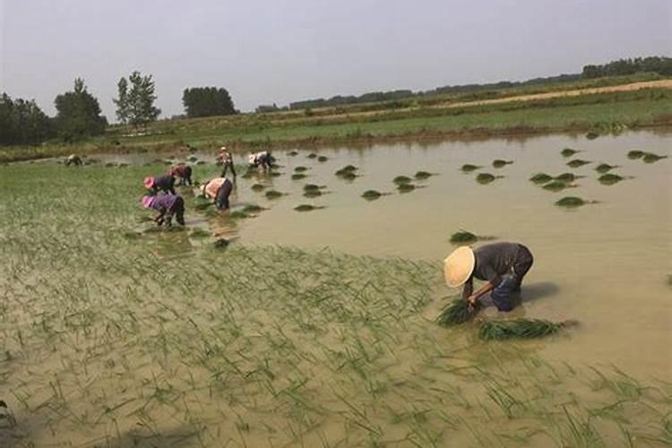 插秧耕田除草打谷的顺序 机插秧怎么施肥