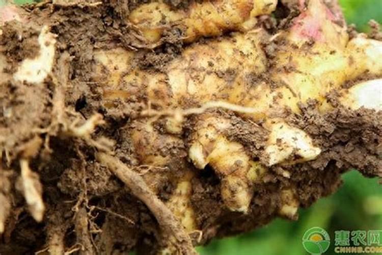 2021年还能种植大姜吗？