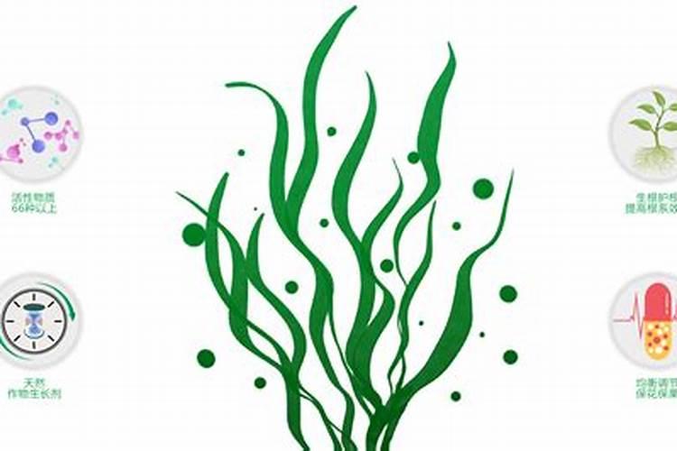 青岛明月蓝海生物科技有限公司的明月海藻肥简介