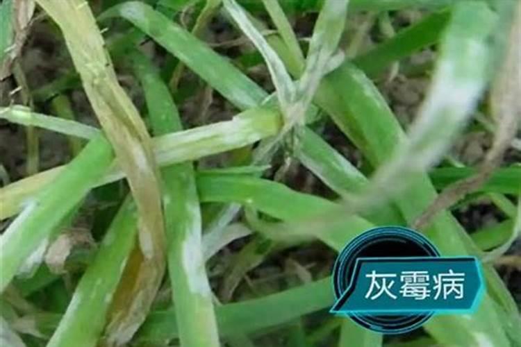碳酸氢铵可以使用吗