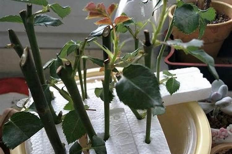 月季花施什么肥料好