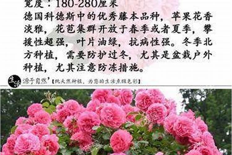 玫瑰花的盆栽怎么养殖方法和注意事项