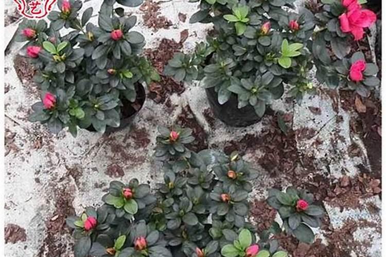 杜鹃花施什么肥,如何施肥