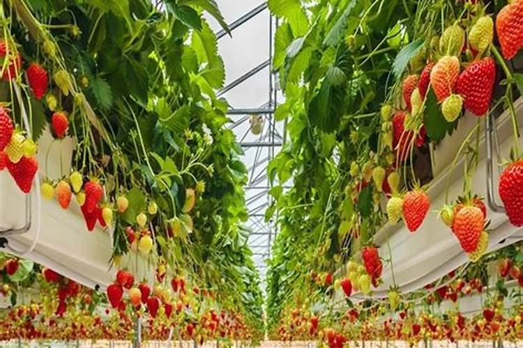 美国普利登鱼蛋白,这个有机肥怎么样。