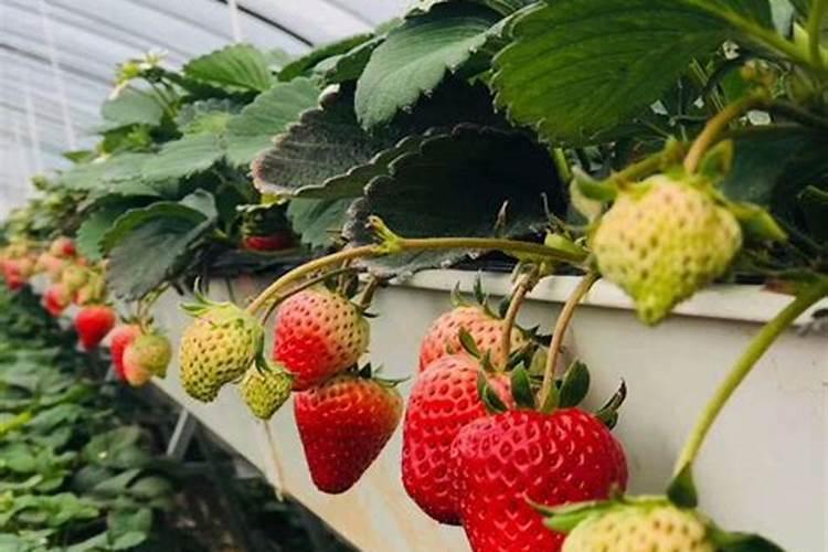 什么是大量元素水溶肥？