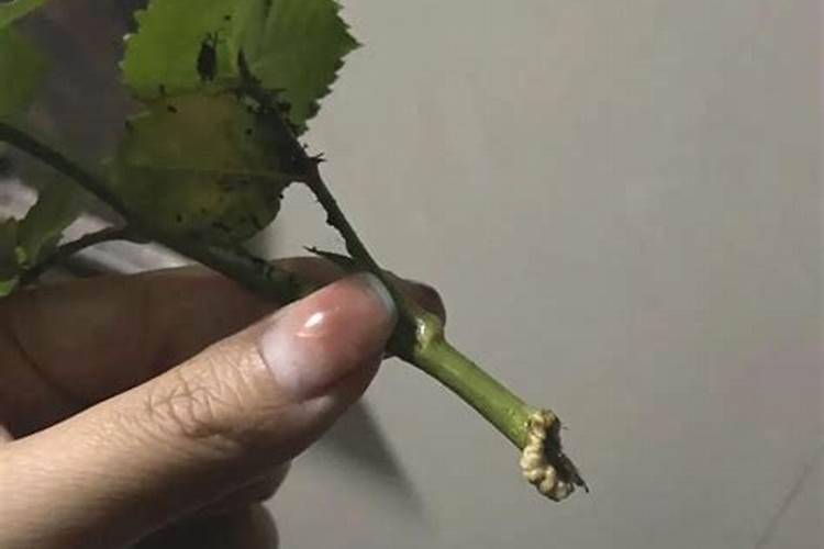 磷肥有生根的作用吗