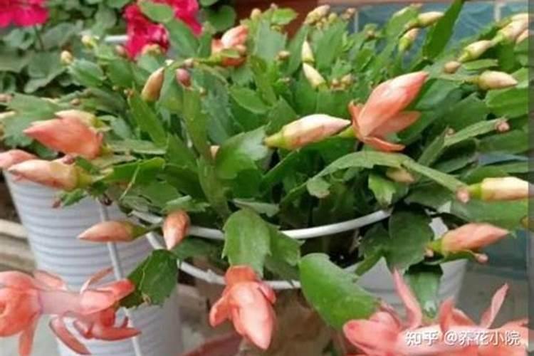 高钾肥适合浇什么花