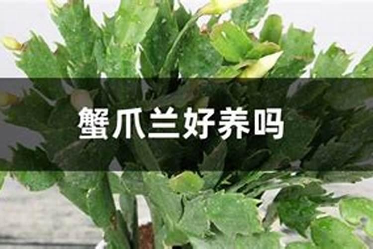 高钾肥适合浇什么花