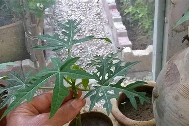 种番木瓜施什么肥