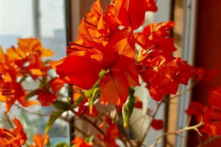 三角梅花期用施肥吗 三角梅花期用不用施肥