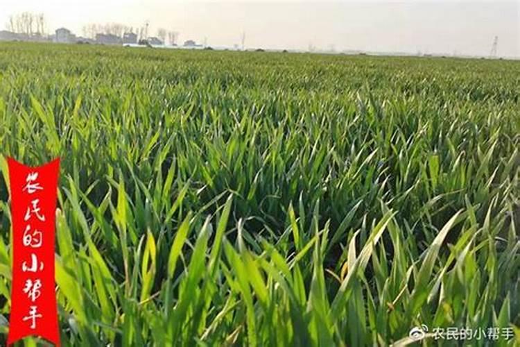 茶花的施肥方法是什么？