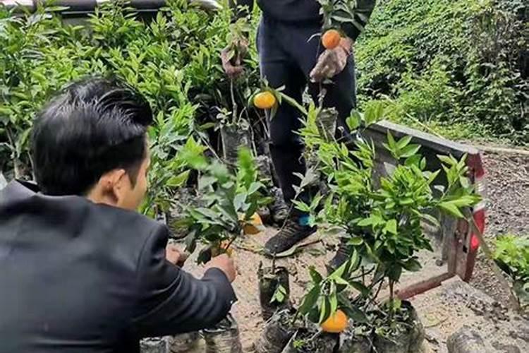 沃柑开花前施什么肥