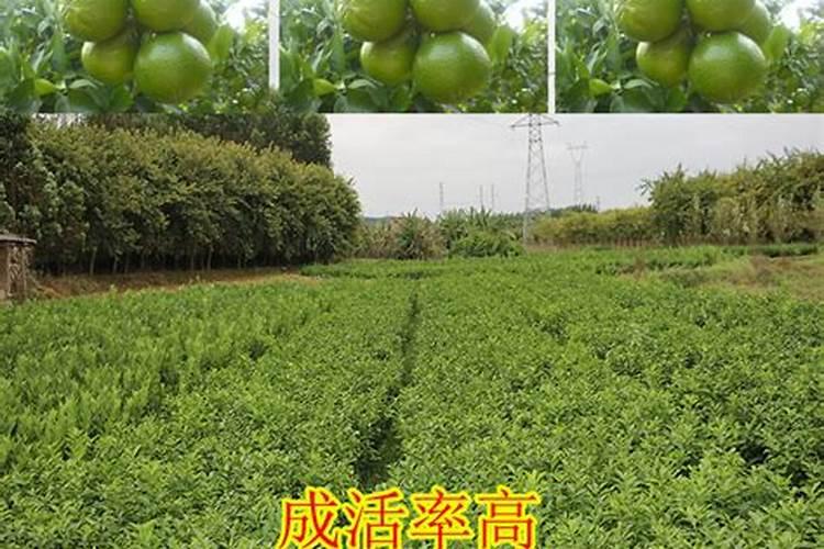 柑果的种植小技巧