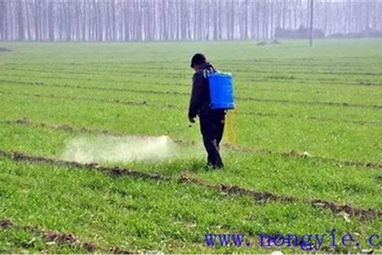 想要小麦高产有哪些种植小技巧？需要给小麦施硼肥吗？