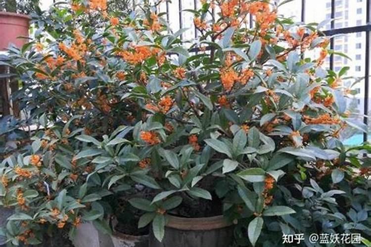 盆栽桂花施什么肥最好