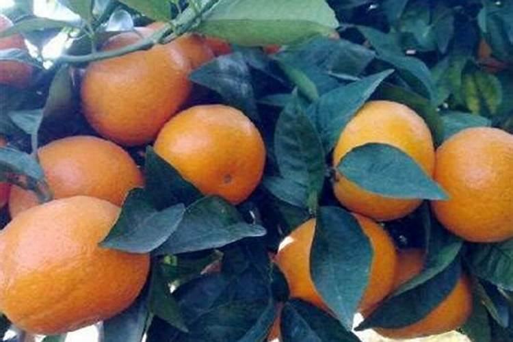 柑橘幼树控花方法