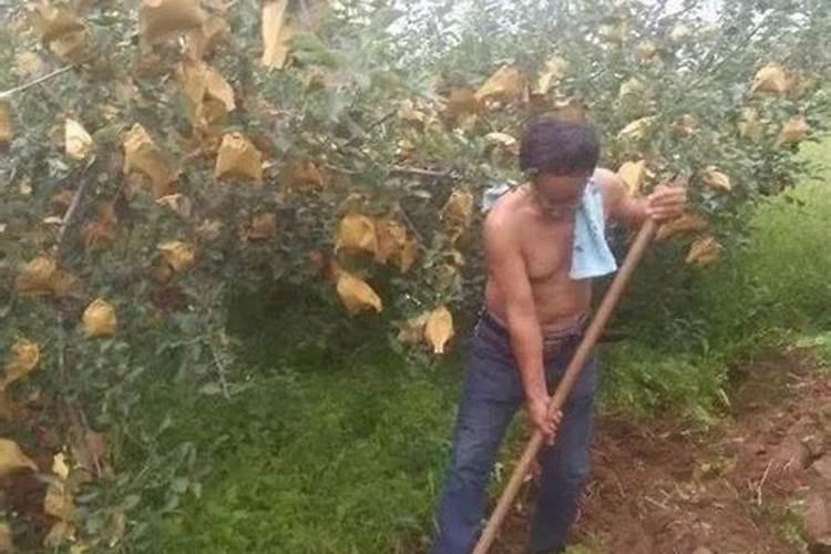 果树秋肥什么时候施比较好 果树的施肥方法