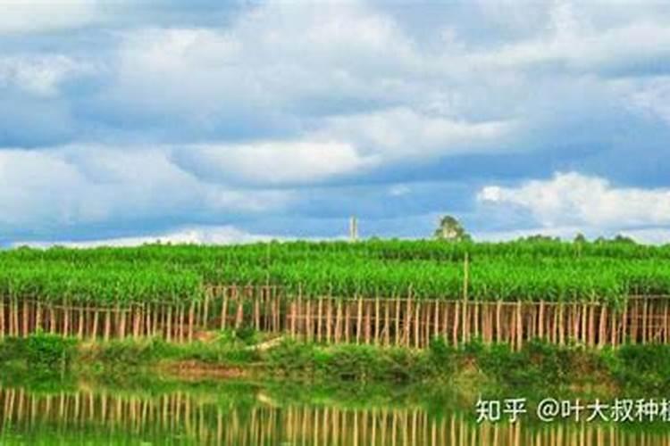 磷肥多久用一次 磷肥用量及使用频率推荐