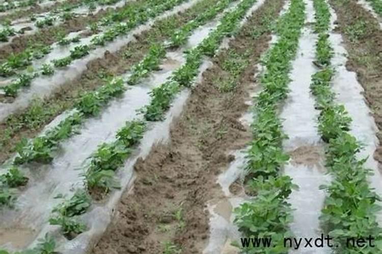 春花生如何施肥好,春花生施肥方法