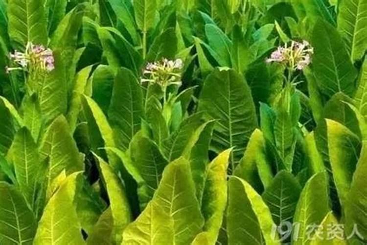 小麦喷施尿素一亩用多少合适 小麦什么时候可以喷施尿素