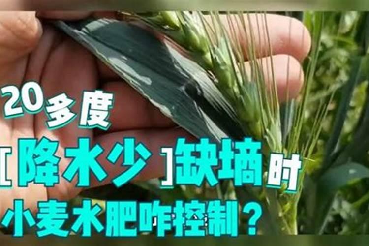 小麦缺硼的症状都有哪些？怎样才能快速缓解？