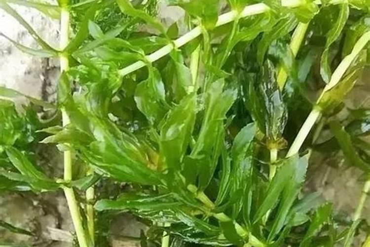 使植物茎秆粗壮的肥料使植物茎秆粗壮的肥料是什么