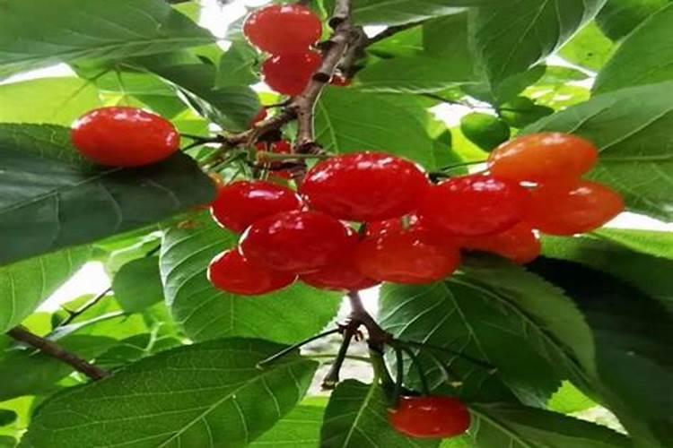 红薯移栽之后可以施肥吗？什么时候施第一遍肥？
