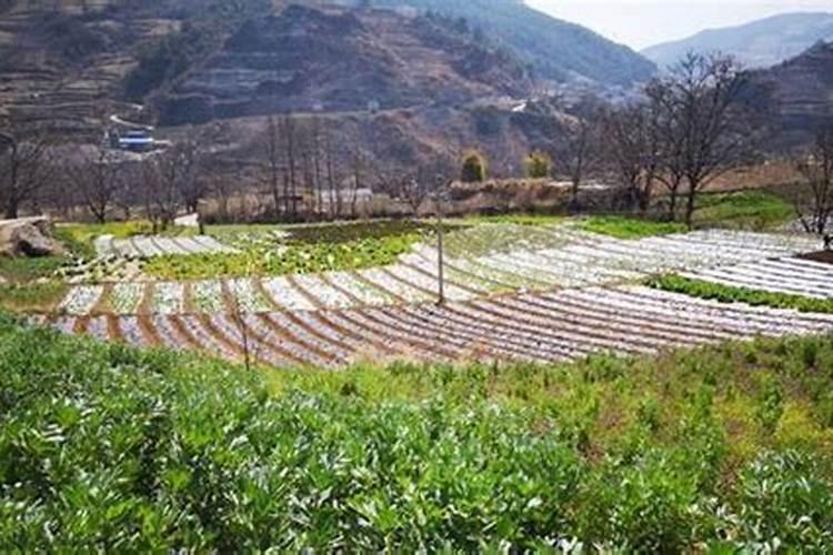 下雨就涝的洼地种什么,洼地和沼泽的区别