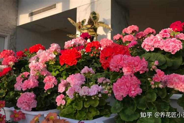 松土精能给西瓜喷肥吗？