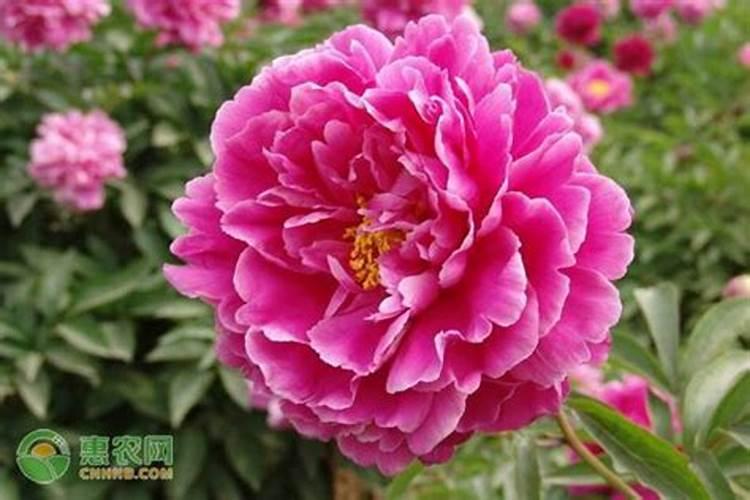 牡丹花二月份怎么管理