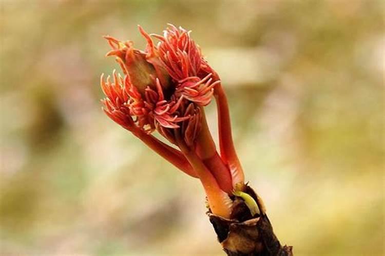 牡丹花什么时候长花苞？
