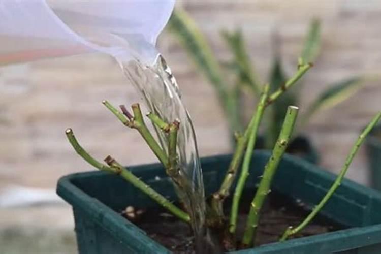 月季花修剪后施什么肥