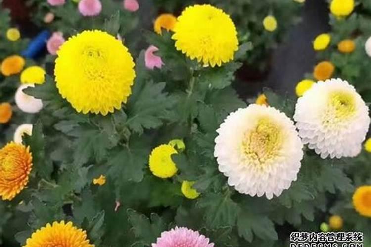 千头菊室外能越冬吗