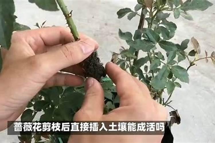 多肉施肥的4W 1H 1L法则:一步步教你如何给多肉施肥