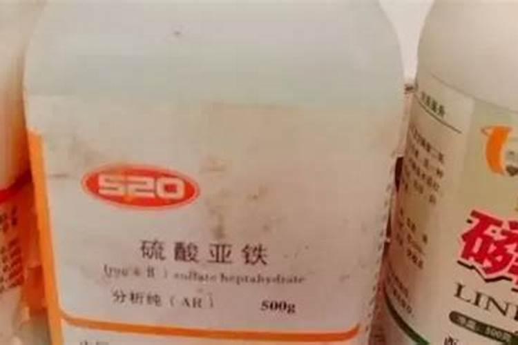 八月养茶花,学会正确养护方法,冬季才能开花又大又鲜艳,如何养呢？