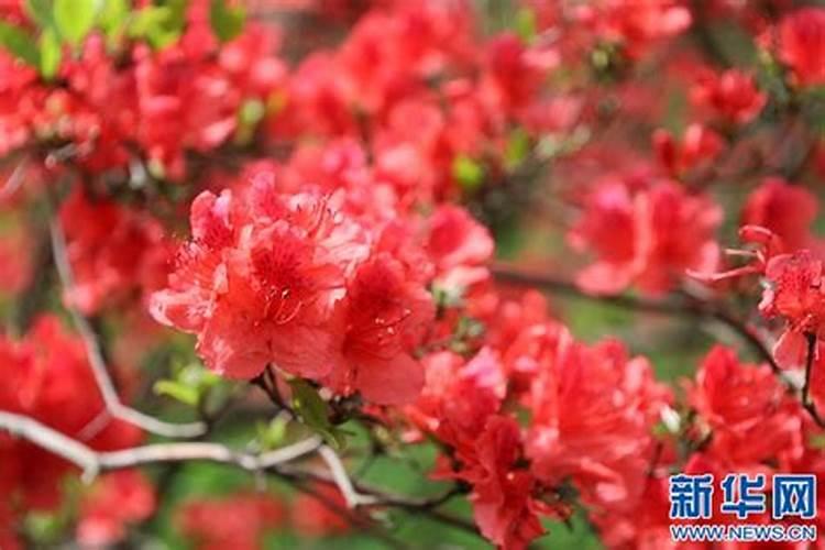 杜鹃施肥方法,用什么肥好