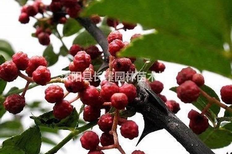 花椒树施什么肥最佳