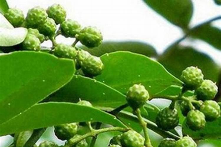 花椒树用什么肥料好