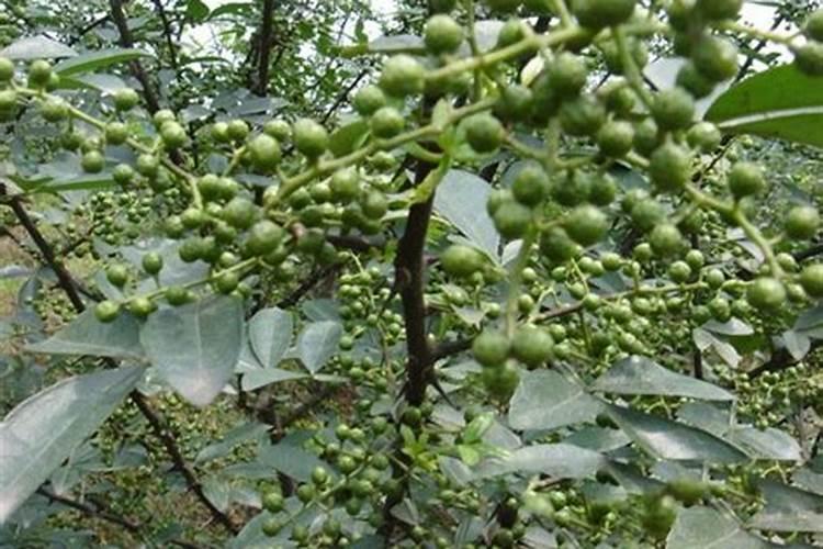 花椒树施什么肥较佳