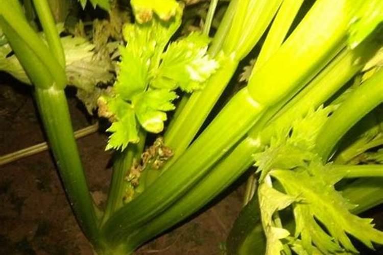 平衡肥。高钾肥钙肥分别在西瓜什么时期冲施？