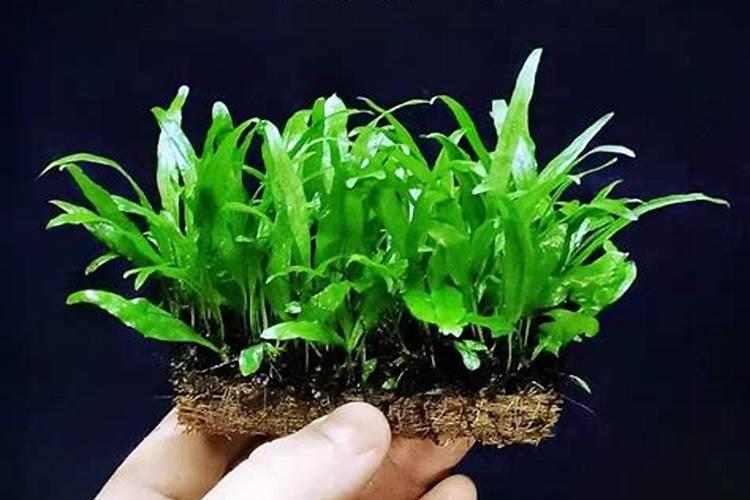 草灰种植农作物可以吗？