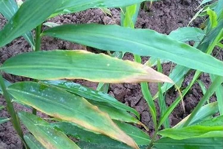 大姜叶黄叶病怎么办