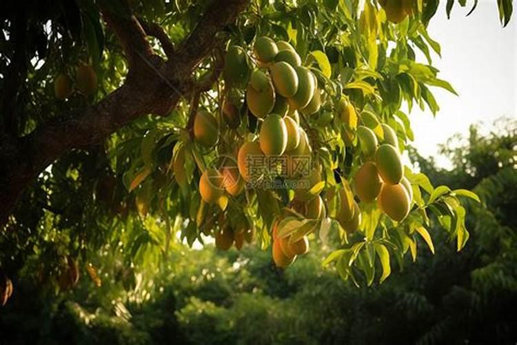 芒果树不结果用什么肥料好？