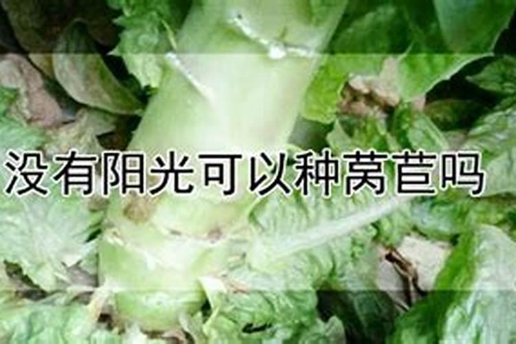 青菜种植时间？