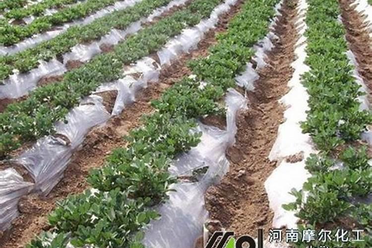 花生黄叶病的防治方法