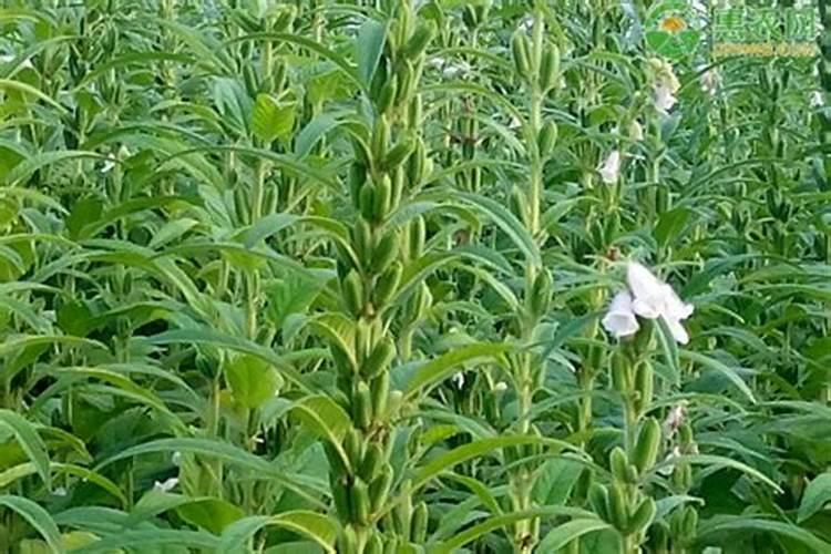 芝麻底肥放什么肥好(底肥施用方法)