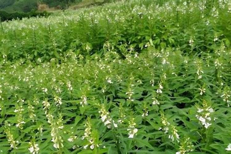 请问一下种芝麻用什么肥料